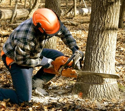 Tree Removal in Nicoma Park, OK